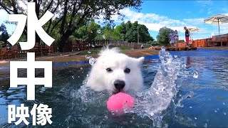 プールで泳ぐ犬の水中映像【迫力の犬かき🐾】 / Underwater Video of Swimming Dog