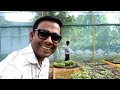 ग्राफ्टिंग कैसे करें. how to graft a vegetable plant on egg plant बैंगन में टमाटर उगाएं👌