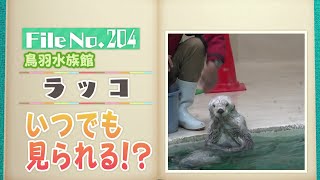 独特な寝方をするラッコがふるさと盛り上げる【どうぶつZOO鑑】2024年5月24日放送