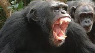 the TRAGIC story of Travis the chimp.