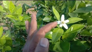 చీనీ(బత్తాయి) పూత?#citrus flower?