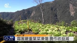 高山入夜氣溫降 霜害嚴重葉菜損 2014-02-14