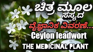 ಚಿತ್ರಮೂಲ, plumbago zeylanica, ayurvedic plant