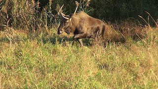 Гон у лосей. Странные рога