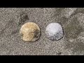 Hunting For Sand Dollars At Morro Beach