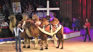 ifj. Richter József - Camel act - 42nd International Circus Festival of Monte-Carlo 2018