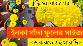 কুঁড়ি হয়ে যাবার পর ইনকা গাঁদা ফুলের সাইজ বড় করতে এই সার দিন/ Inca marigold care