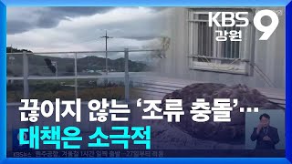 끊이지 않는 ‘조류 충돌’…대책은 소극적 / KBS  2024.10.18.