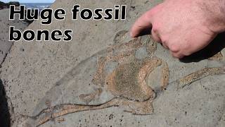 Massive bone discovery - dinosaur-aged skeleton