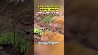 美国43只猴子逃出实验室 或携带对人类致命病毒