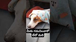 మీరు గమనించారో లేదో మరి #comedy #dog #jackrussell #rocky #funny #video #shorts #ytshorts #cutedog