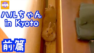 Haru-chan, a baby rabbit who travels to grandma's house in Kyoto. bunny