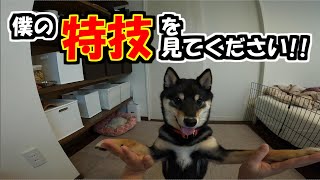 【犬芸】僕の特技を見てください!! 　かわいいは正義!!【豆柴の特技】