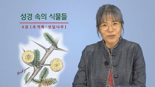 6강 - '성경 속의 식물들'에 감추어진 의미들 [싯딤나무(조각목)-] / 남은순의 요벨 TV