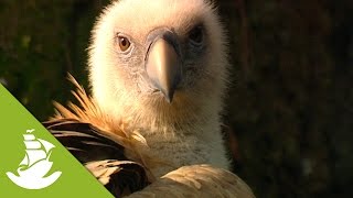 How Vultures clean with the sun