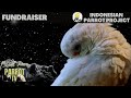 Night Time Sounds for Sleeping Birds | Drown Out Startling Noises  | Parrot TV for Your Bird Room🌛