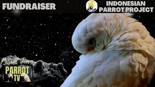 Night Time Sounds for Sleeping Birds | Drown Out Startling Noises  | Parrot TV for Your Bird Room🌛