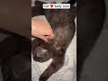 does your cat love belly rubs catshorts bellyrub cutecat shorts