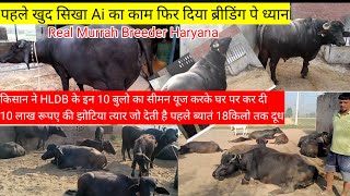 #HLDB#bull#results||At farmer home#HLDB के इन बुलो के सीमन की खुद Ai करके घर पे किया नस्ल सुधार