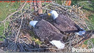 SWFL Eagles ~ M15 Brings Harriet A Fish Gift \u0026 A Long Moss Covered Branch! 11.3.22