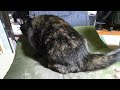 ブルース猫 ブラッシングタイム　20241124