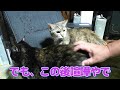 ブルース猫 ブラッシングタイム　20241124