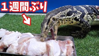 腹ペコのオオトカゲに限界まで鶏肉を与えてみた結果・・・