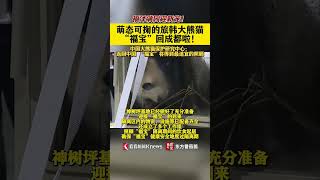 旅韩大熊猫 “福宝”回国后怎么安排？后续来了 #旅韩大熊猫 #看看新闻news