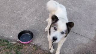 野犬の母犬・こゆき、元気になったね、吠えてくれて嬉しいよ🐺😆