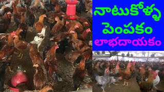 new business | business ideas in telugu | high profit business | business plan | new business plan