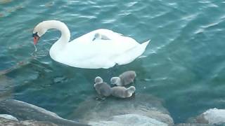 Cute baby swan hitchhiking a ride on mom's back