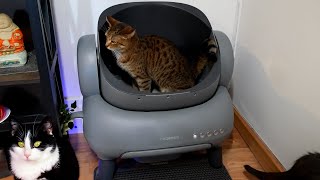 Neakasa M1 Self-Cleaning Litter Box - Unboxing \u0026 Review