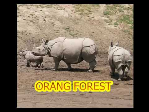 India's beautiful place ASSAM India's beautiful place ASSAM