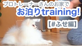 【ポメラニアン 子犬】獅子丸をプロのトレーナーに預けたら別犬に！？（①ふせトレーニング編）｜ふわもこな犬猫兄弟