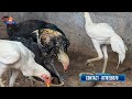 tamilan poultry farm vlog 22 4kgset நம் பண்ணை தரமான பெருவெடை குஞ்சுகள் வெடை கோழி சேவல் விற்பனை