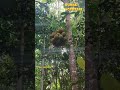 begini panen buah di hutan