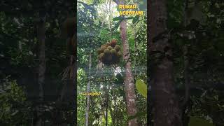 Begini Panen Buah di Hutan