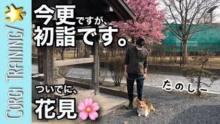 【初詣＆お花見】お出掛けにはしゃぐコーギー犬【訓練:犬が人の周り回る】