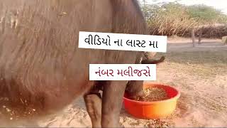 3 ભેંસો વેચવાની છે વીડિયો ના અનંત મા નંબર મલી જશે 👍👌#baffalo #animals #gujarati #dairymilk #forsell