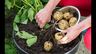 How To Grow Potatoes In Pot - آموزش کاشت سیب زمینی در گلدان و باغچه