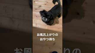 早くおやつが欲しくて興奮してる短足小型犬の黒ペキれいこww #ペキニーズ #小型犬 #犬のいる暮らし #pekingese #おやつ #鼻ぺちゃ #鼻ぺちゃ犬