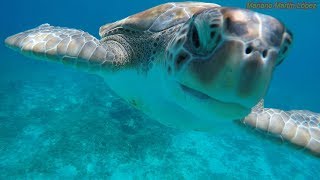 Sea turtles are coming at me - Spectacular! - Swimming with sea turtles