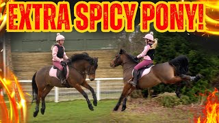 EXTRA SPICY PONY! * CRAZY DANDY 1ST TIME AT XC!! *