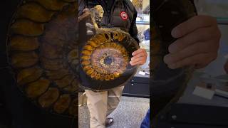 How Ammonite Fossil formed #shorts