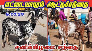 8.07.23/Ettayapuram Saturday goatmarket / தரமான கொடி ஆடு/ குட்டிகள்/ கிடாய்கள் சந்தை