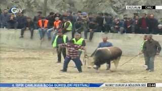 4. İSPİR ÇAMLIKAYA BOĞA GÜREŞLERİ FESTİVALİ - 06.04.2019