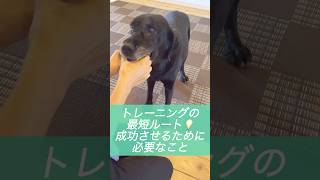 【ドッグトレーニング】トレーニングを成功させるために必要なこと #ドッグトレーナー #犬のトレーニング #犬のしつけ #いぬのいる生活 #ラブラドールレトリバー #dogtraining #short