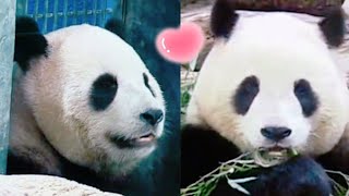 圓寶爬上爬下找點心，找不到點心只好乖乖吃竹葉|熊貓貓熊The Giant Panda Yuan Yuan and Yuan Bao|台北市立動物園