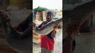 AMAZING 7KG BIG SINGHARA FISH IN GHAZIPUR MANDI DELHI #shortvideo #food #rrrm