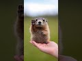 adorable marmot respecting his viewers the ai marmot marmot cute animals